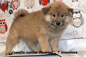 chiot eurasier